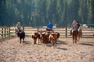 cowshorsesMTBEST